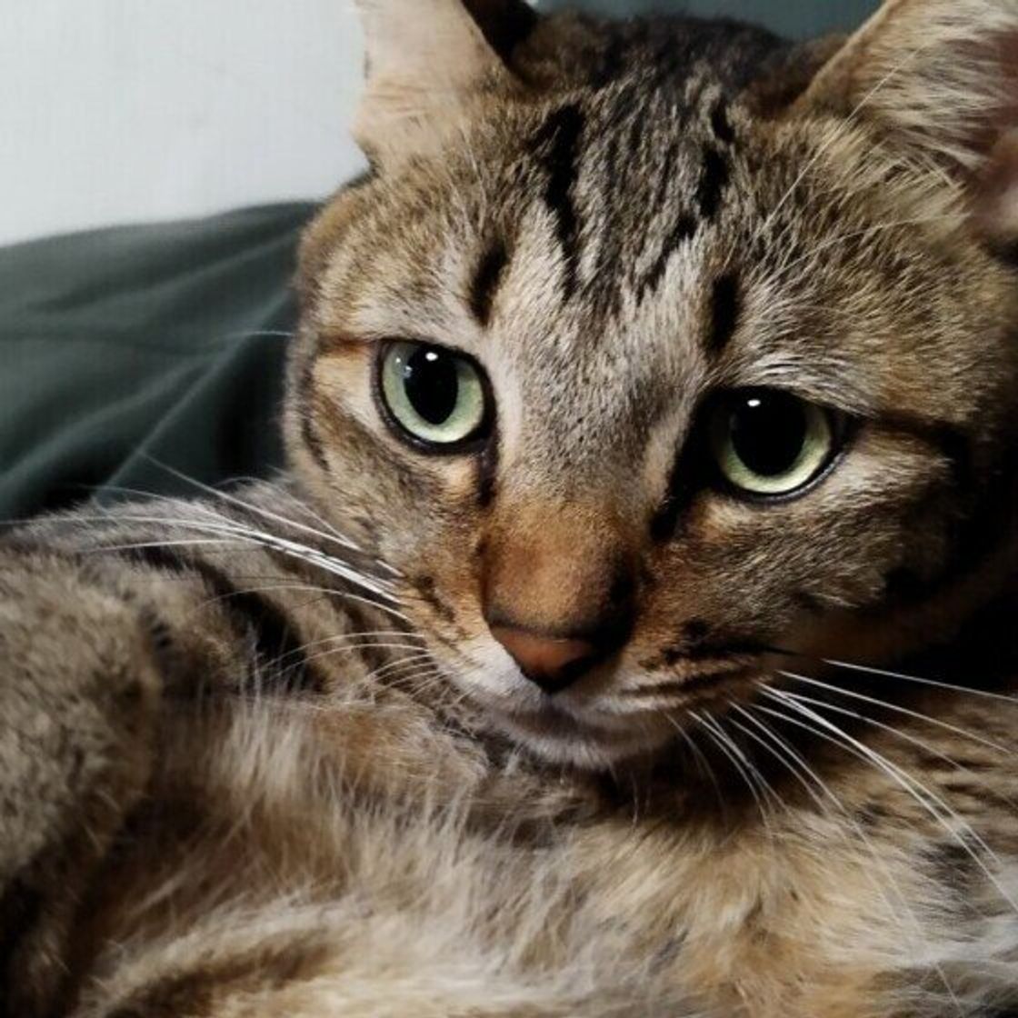 猫の キジトラ ってどんな柄 雑種猫の毛柄の解説と人気ランキング ねこのきもちweb Magazine 猫の キジトラ ってどんな柄 雑種猫の毛柄の解説と人気ランキング ねこのきもちweb Magazine