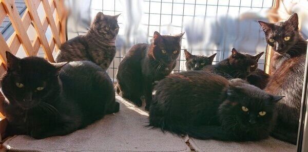 仲良く日向ぼっこする猫たち