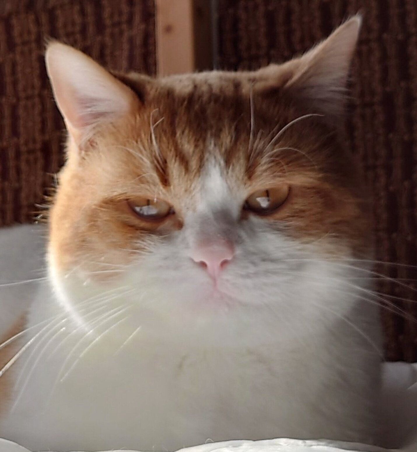 ムスッとした表情でフリーズするおちゃまるくん