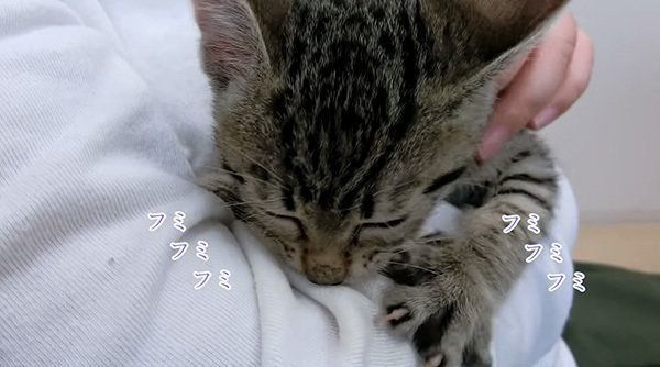 フミフミする子猫