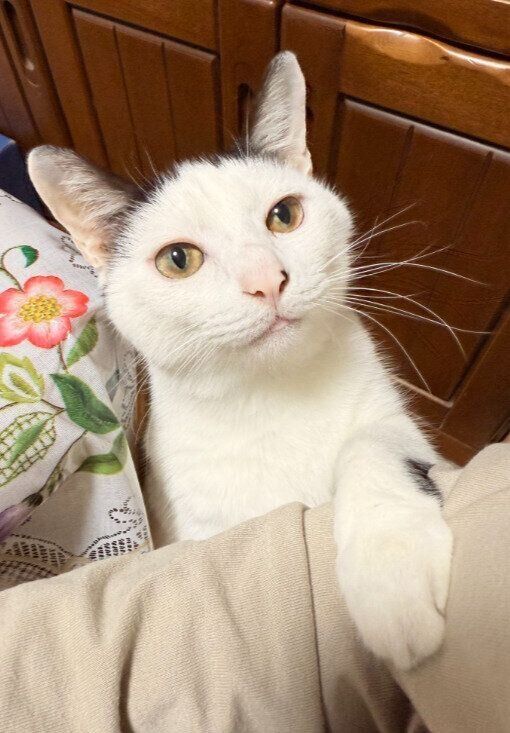 構ってほしそうな様子の猫