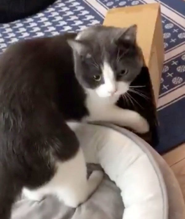 驚いた様子のつぐまるくん