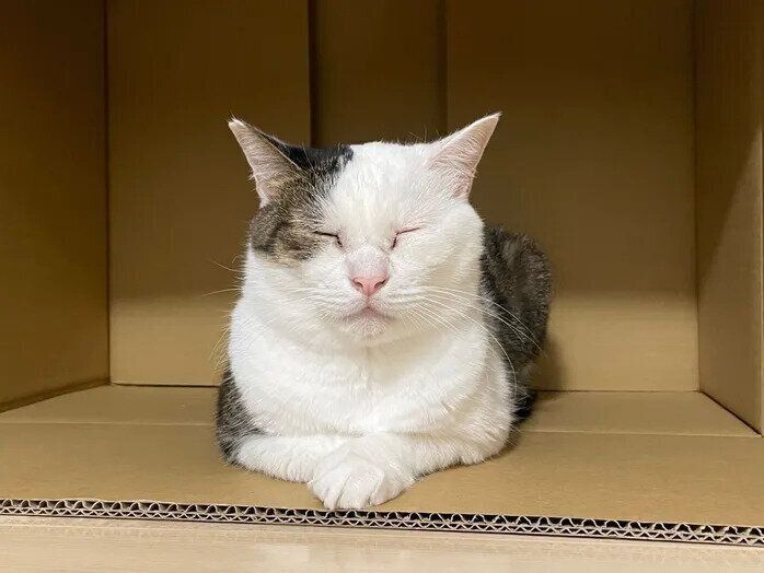 ダンボール箱の中で目をつぶる金四郎くん