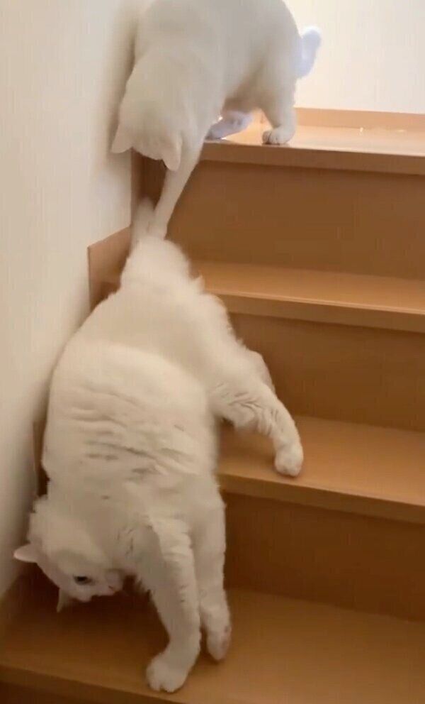 階段を流れるように降りていくぺちゃくん