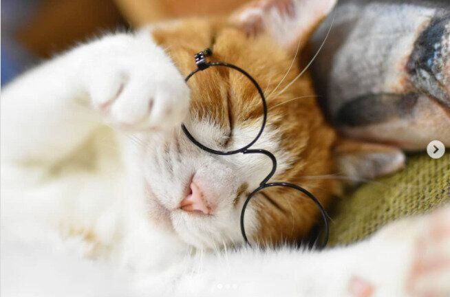 ダイソーのペット用メガネをかけたきなこちゃん