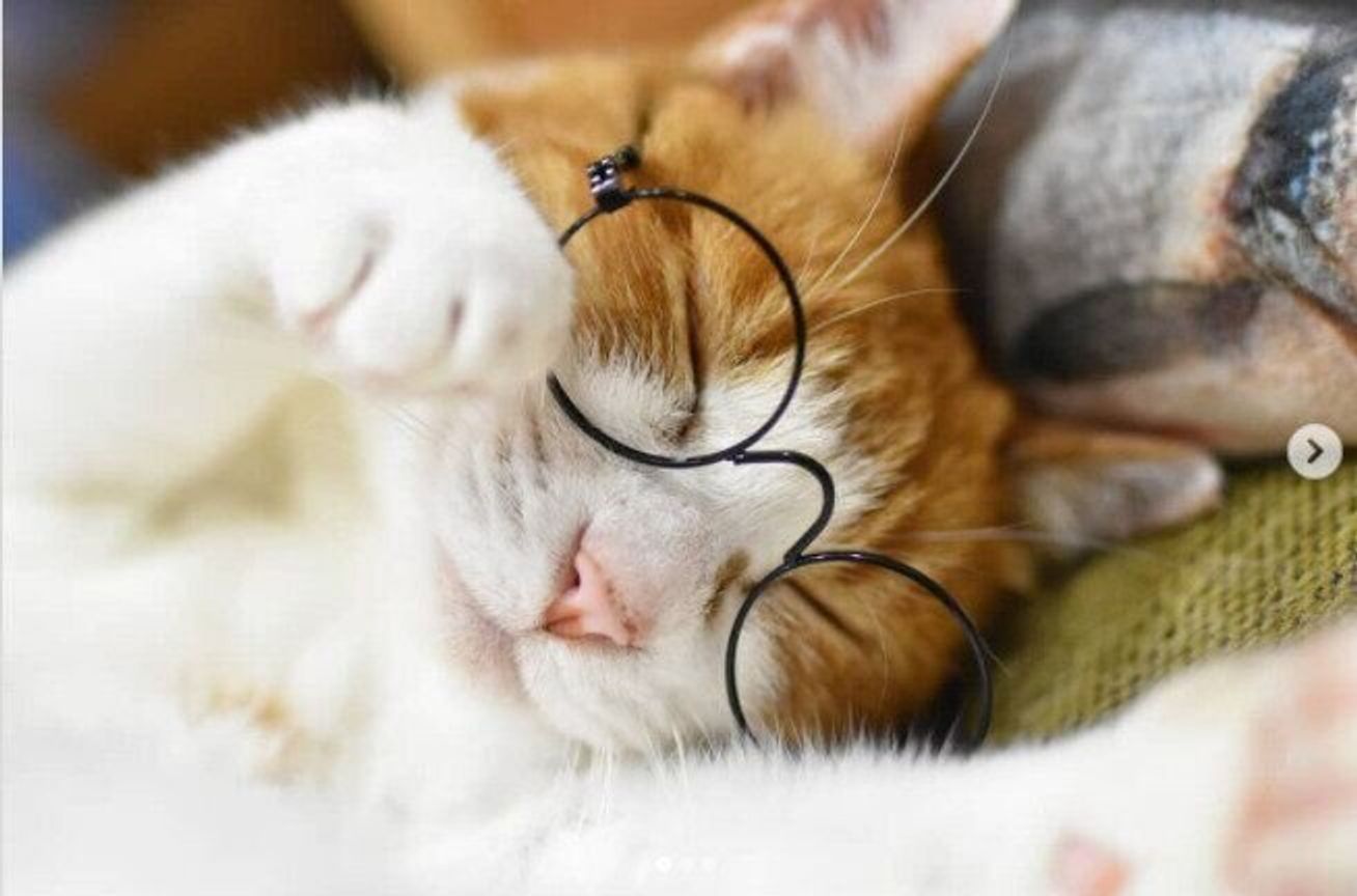 猫 メガネ 悶絶級のかわいさ ダイソーのペット用メガネをご紹介 ねこのきもちweb Magazine 猫 メガネ 悶絶級のかわいさ ダイソーのペット用メガネをご紹介 ねこのきもちweb Magazine