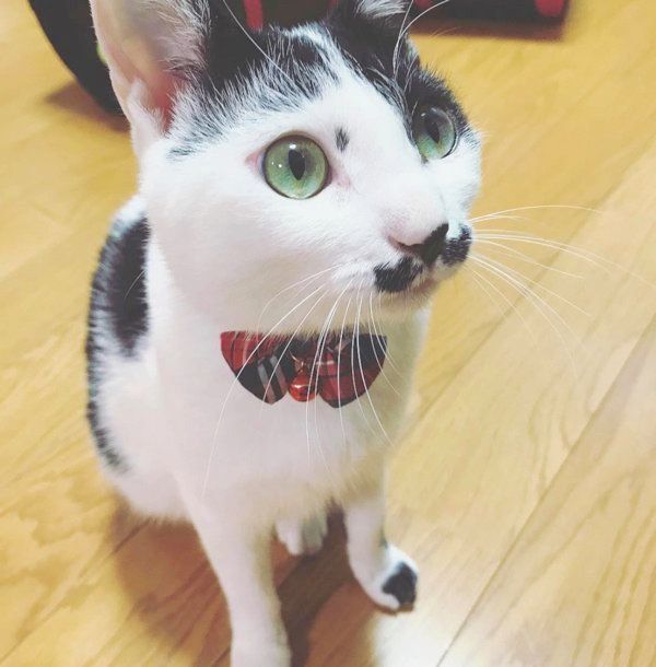 おヒゲがチャームポイントの元保護猫・ランちゃん