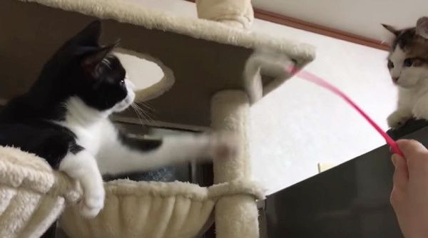 猫じゃらしで遊ぶ猫