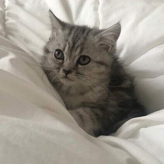 不安そうなお顔をするねこ