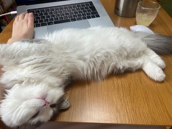 まったりするおすしくん