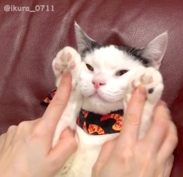 マッサージをしてもらう猫