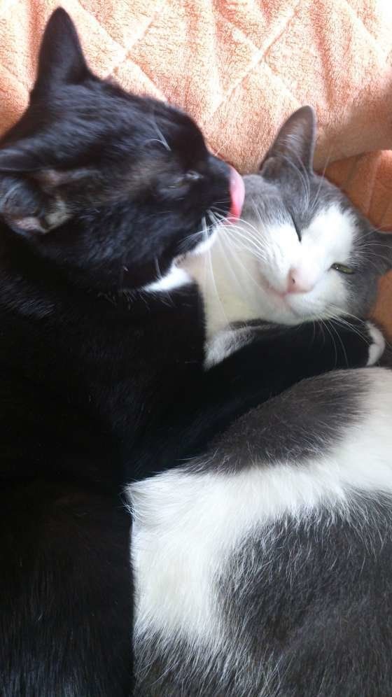 毛づくろいをしあう猫
