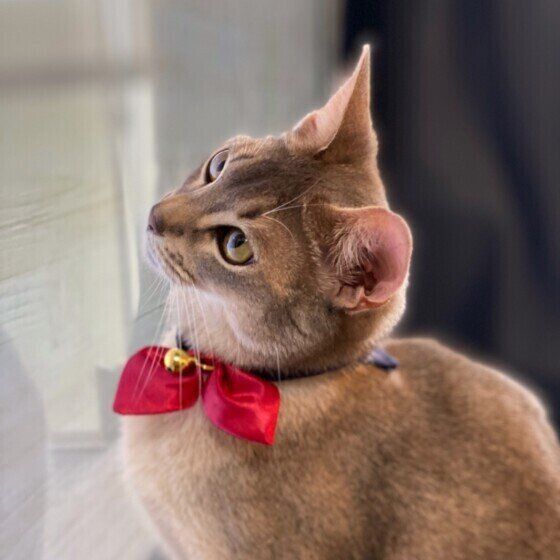 どこかを見つめる猫（アビシニアン、メス）