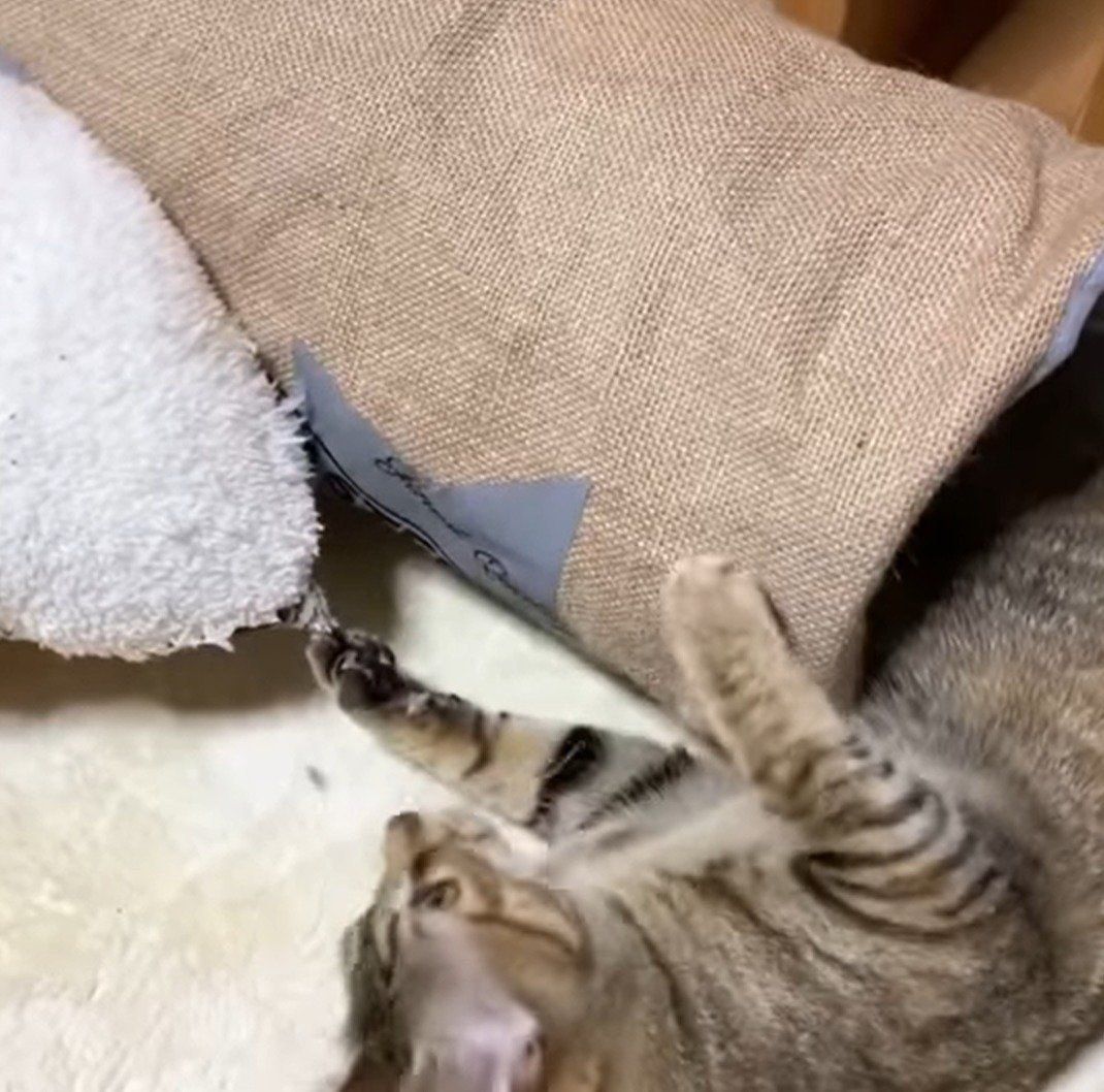 一生懸命隠そうとするリタちゃん