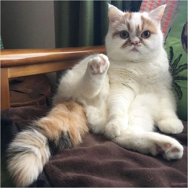 不機嫌ニャンコ