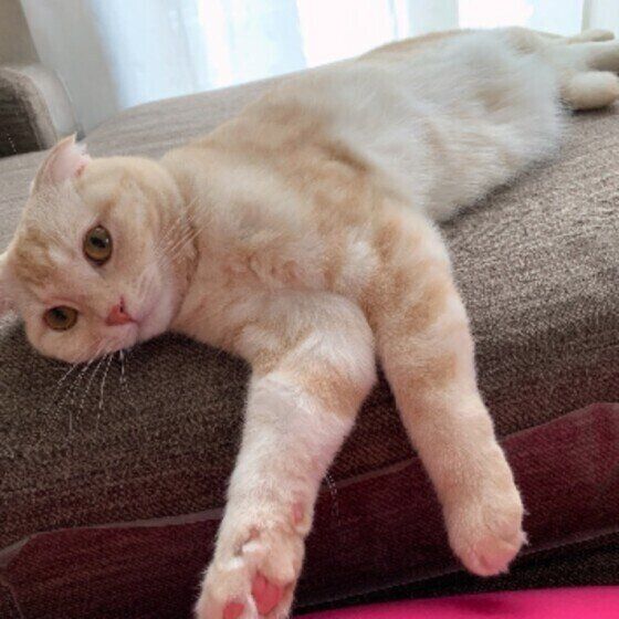 くつろぐスコティッシュフォールド