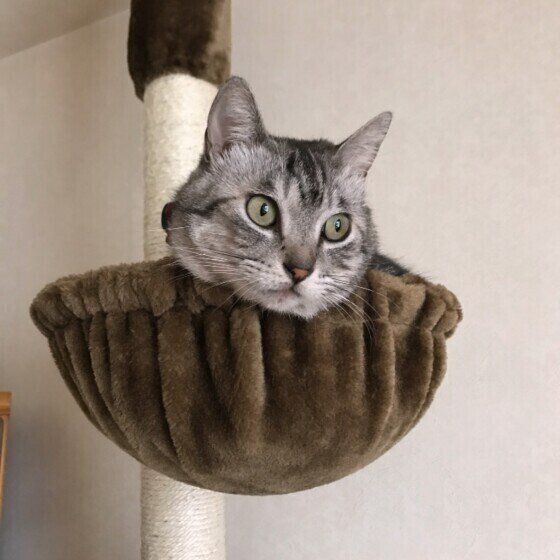 高い所が好きなサバトラ