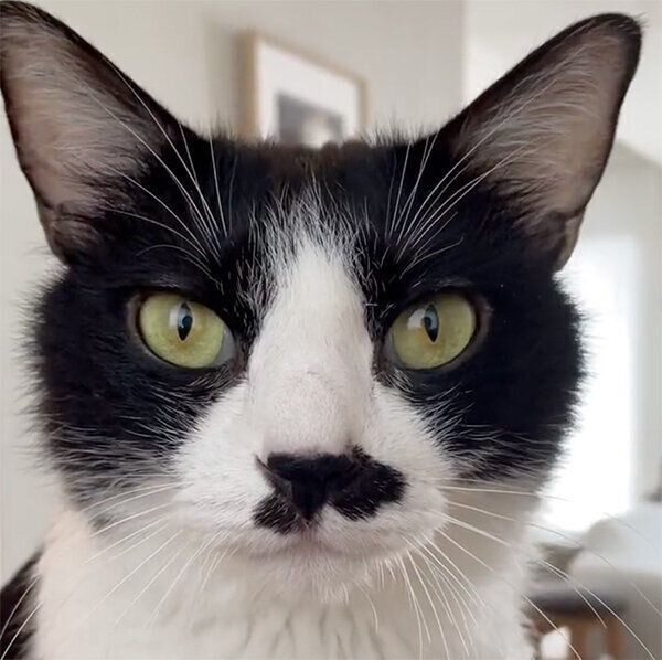 見つめる蘭丸くん