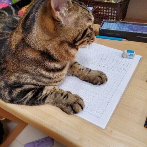 宿題をジャマする琥珀くん