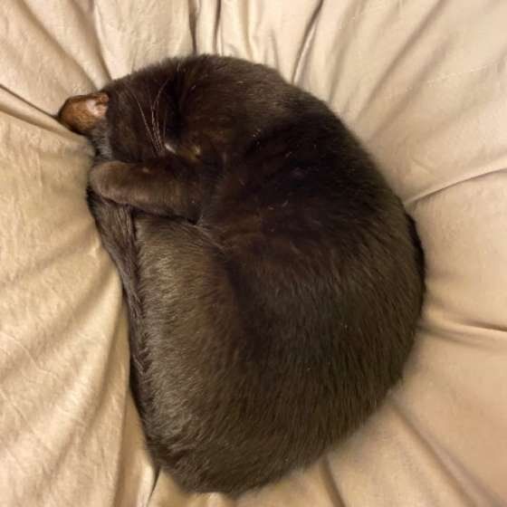 アンモニャイトで眠る猫