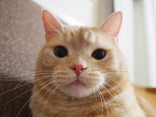 幸運を招く？レアな黒いヒゲ 【マンチカンのぷーちゃん】vol. 37｜ね