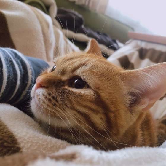 愛情表現だけじゃない!? 猫が人の上に乗ってくる理由は?|ねこのきもちWEB MAGAZINE 愛情表現だけじゃない!? 猫が人の上に乗ってくる理由は?|ねこのきもちWEB MAGAZINE