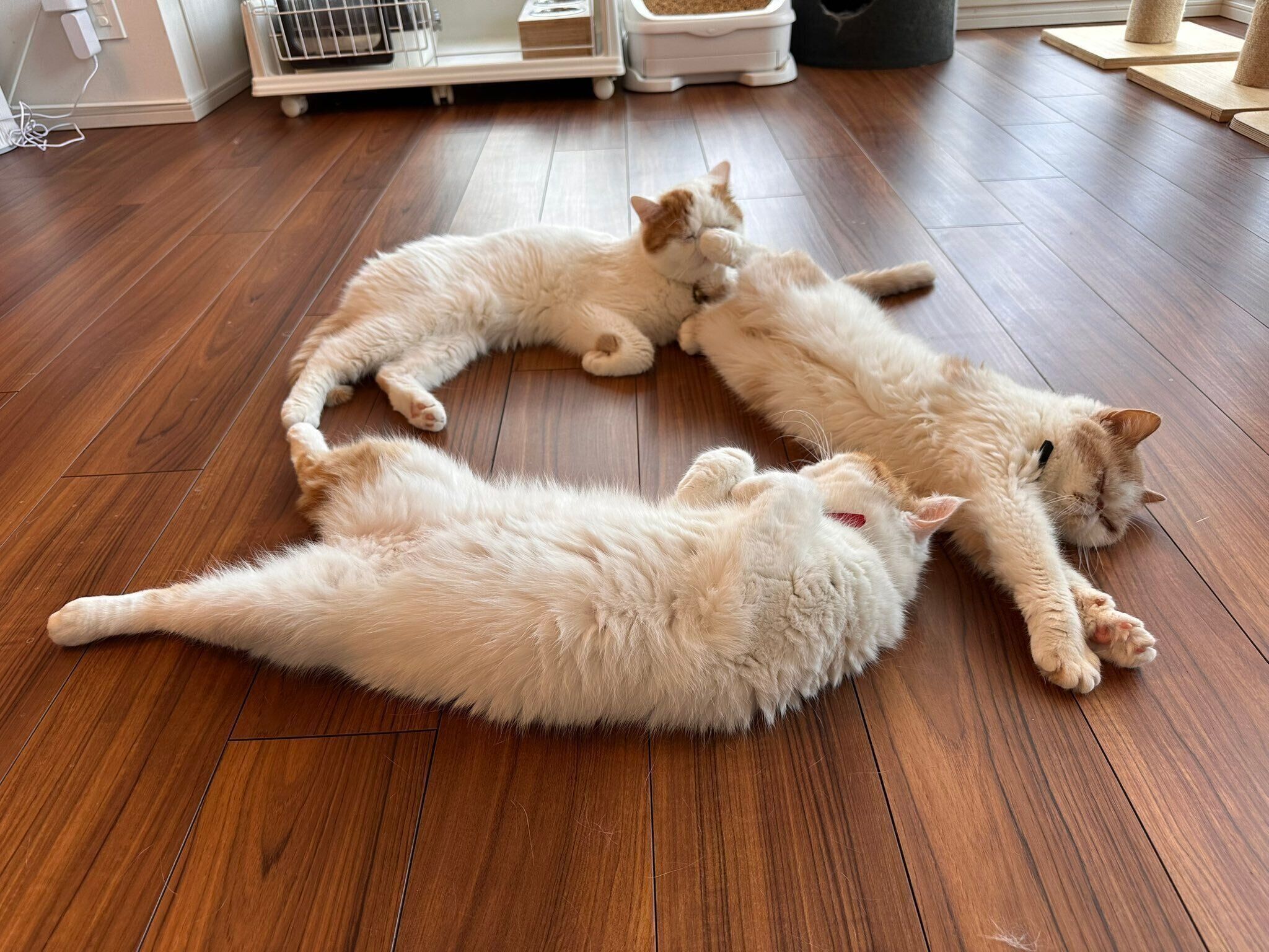 リビングでまったりする猫たち。