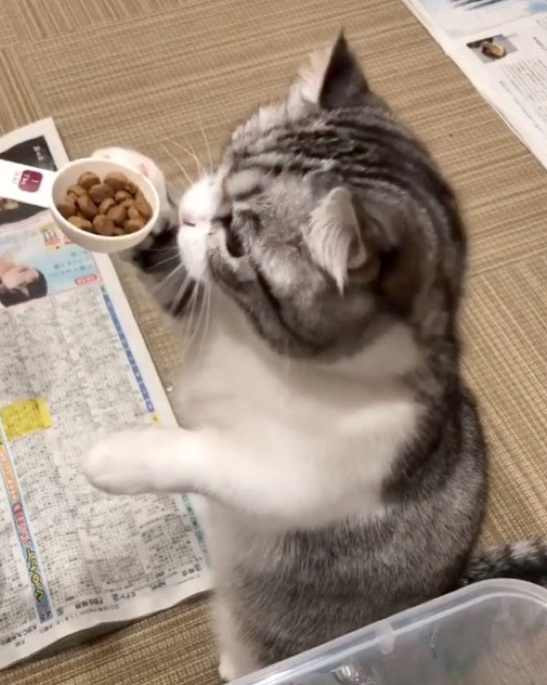 ゴハンを要求するマンチカン