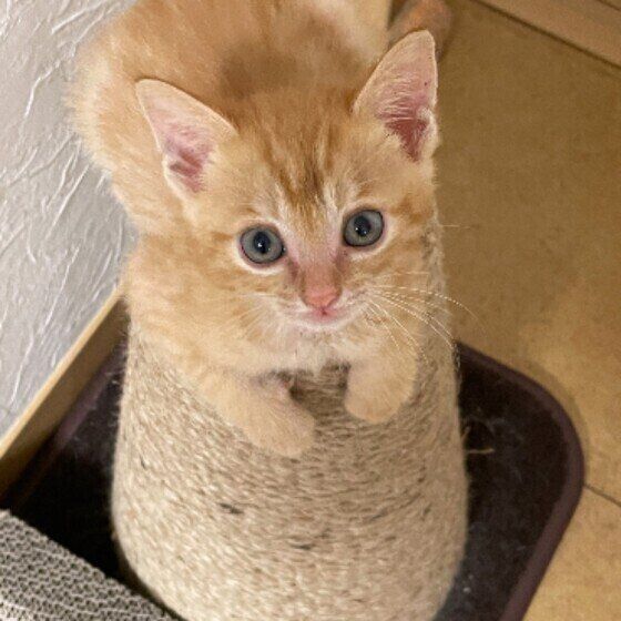 爪とぎの上に乗る茶トラ猫