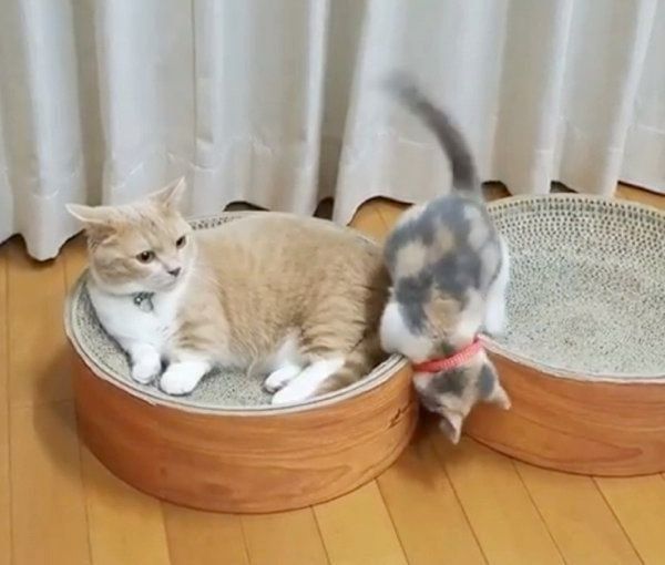 遊んでいるマンチカン姉妹