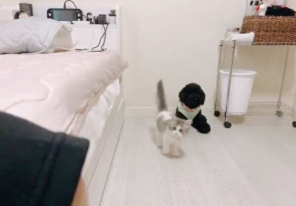 見つめるテミーちゃん