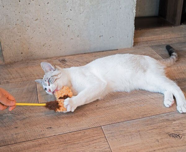 猫じゃらしで遊ぶ猫