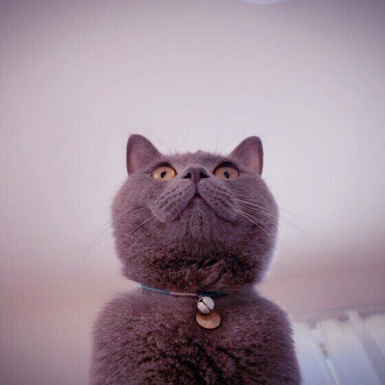 ブリティッシュショートヘアのげんちゃん