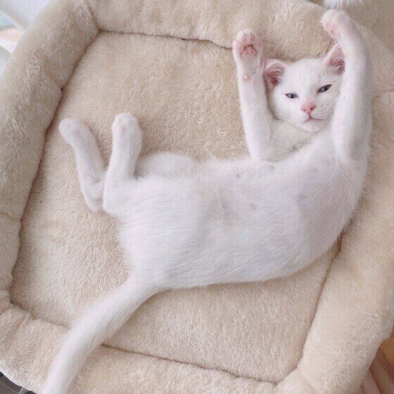 バンザイ寝をする猫