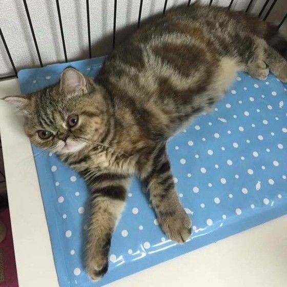 シートに乗るエキゾチックショートヘア