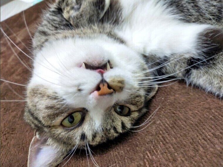 へそ天で舌を出す猫