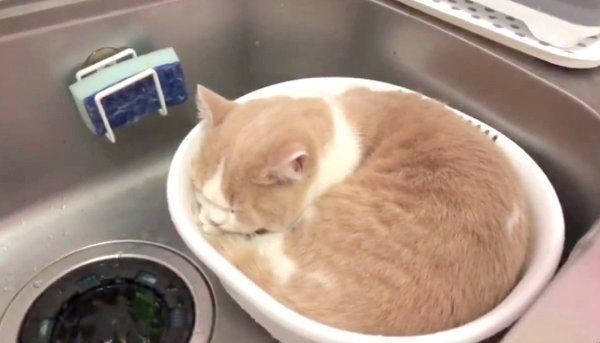 洗い桶の中でくつろぐてんぷらちゃん