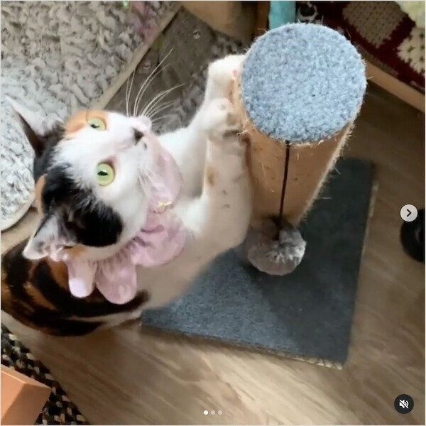 ダイソーの猫グッズ