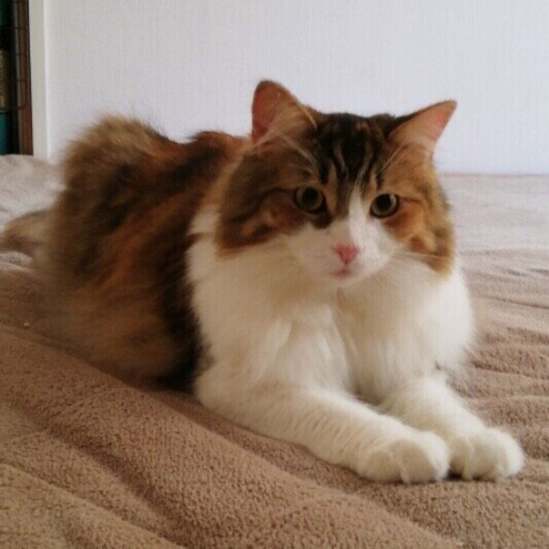 約8割の猫好きが知っていると回答した 猫のスフィンクス座り 気品溢れる座り方と意味を解説 ねこのきもちweb Magazine 約8割の猫好きが知っていると回答した 猫のスフィンクス座り 気品溢れる座り方と意味を解説 ねこのきもちweb Magazine