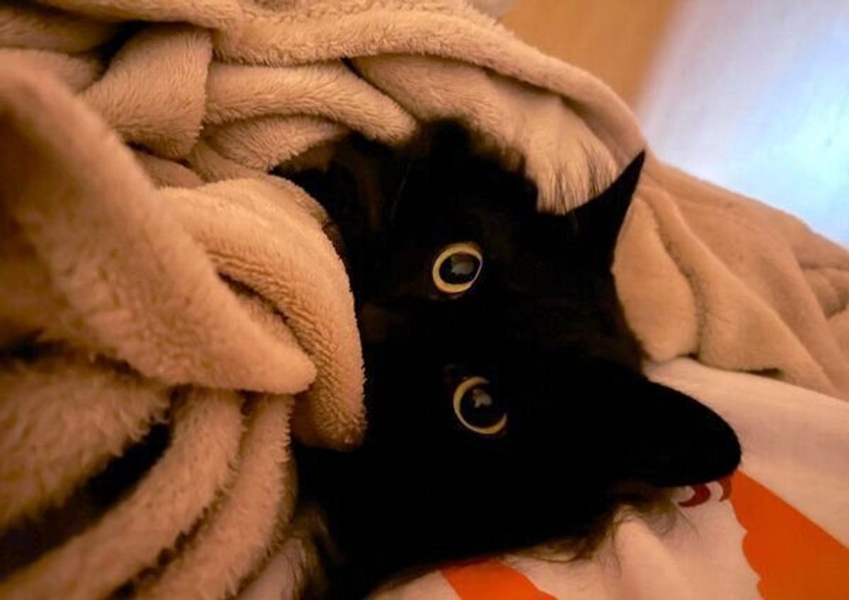 エイのような フライパンのような フシギな体勢でくつろぐ黒猫が 新種の生き物 だと話題に ねこのきもちweb Magazine エイのような フライパンのような フシギな体勢でくつろぐ黒猫が 新種の生き物 だと話題に ねこのきもちweb Magazine