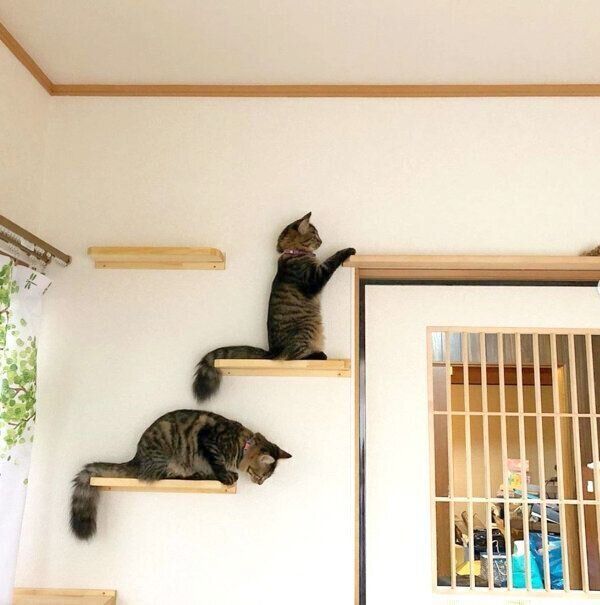 キャットステップに乗る猫ちゃんたち