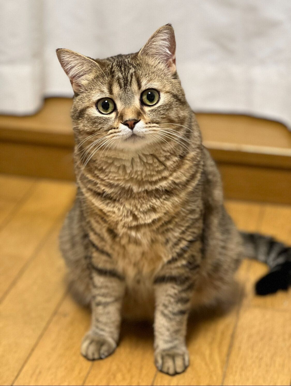 こちらを見つめるsellyくん