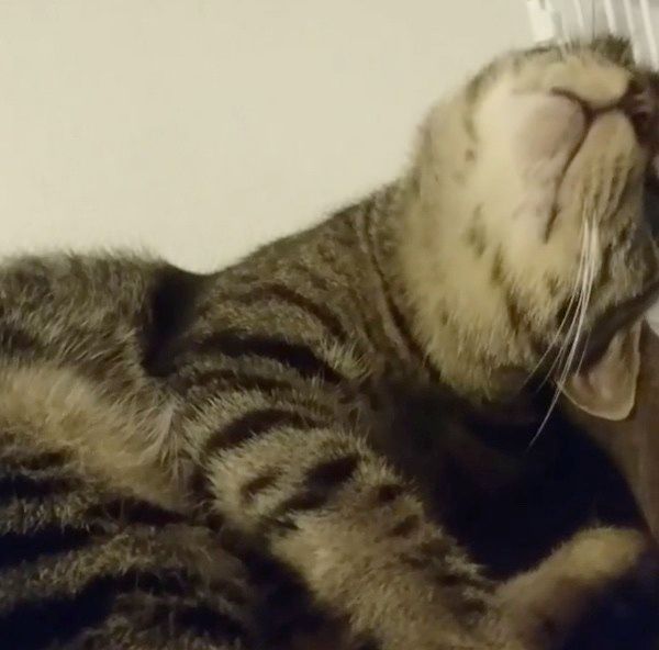 リラックスする猫