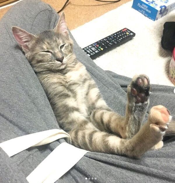 くつろぐくぅちゃん