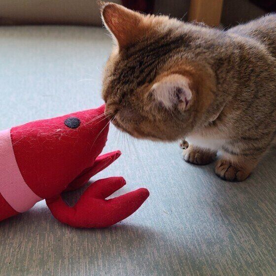 ぬいぐるみを見る猫