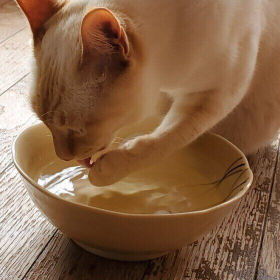 水を飲む猫