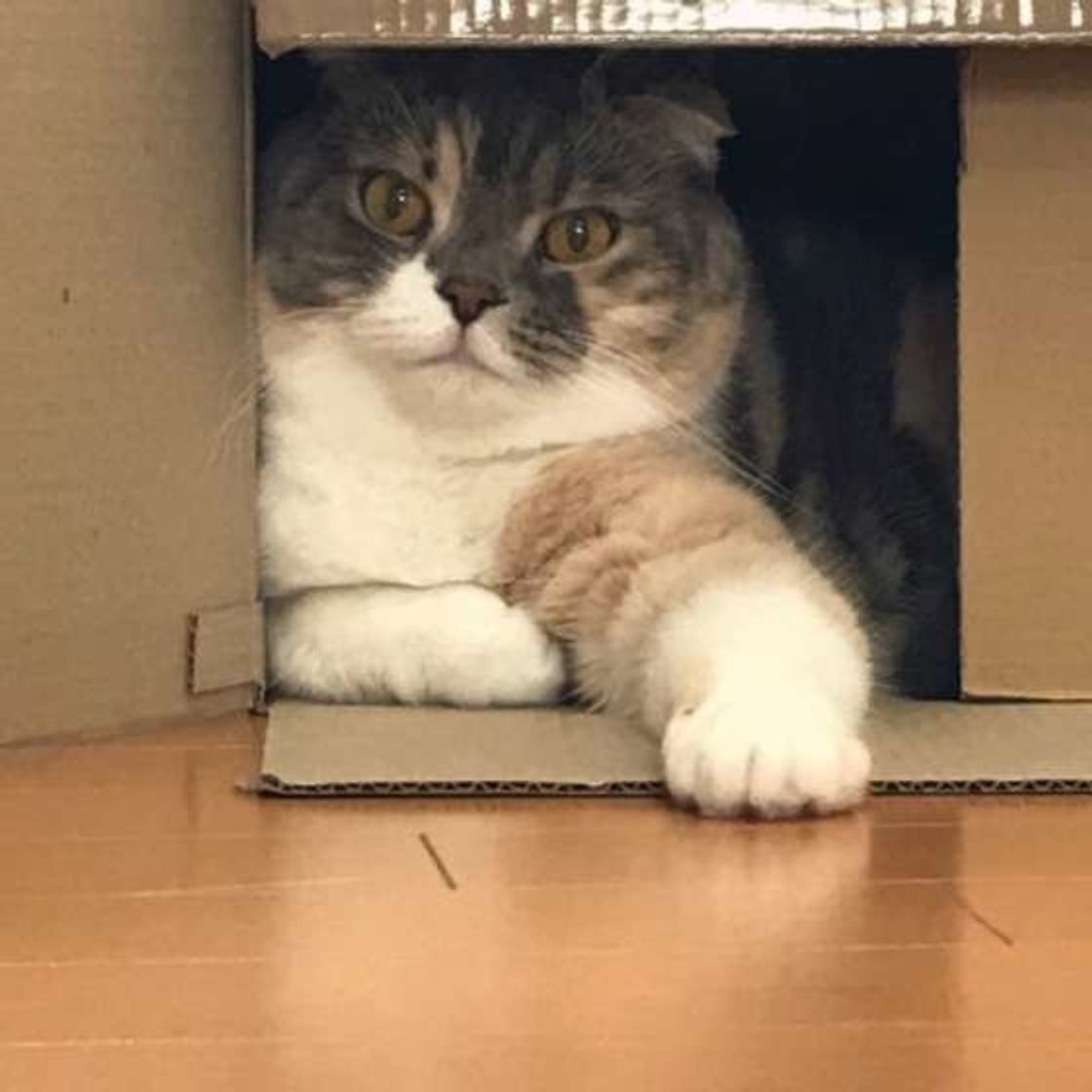 怯えている猫が見せる6つの行動と気を付けること ねこのきもちweb Magazine 怯えている猫が見せる6つの行動と気を付けること ねこのきもちweb Magazine