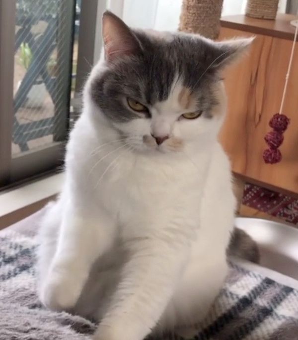 ふみふみする顔が怖い猫