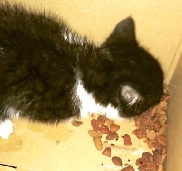 保護当時のむーくん