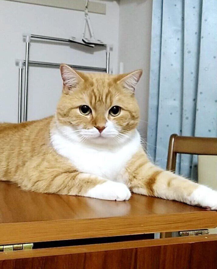 テーブルの上でくつろぐミヌエット